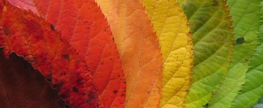 cravatte colori autunnali